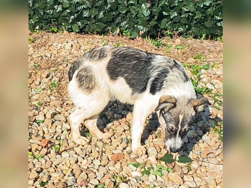 AMY hätte gerne ein Zuhause
