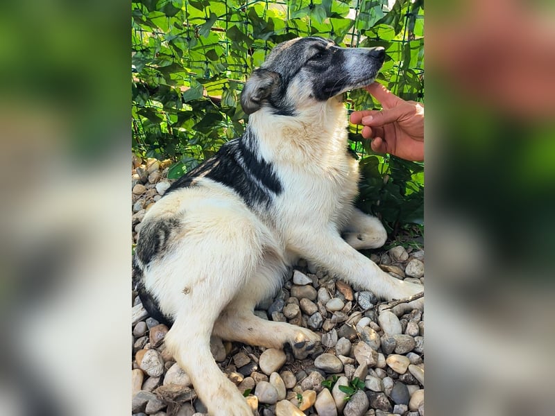 AMY hätte gerne ein Zuhause