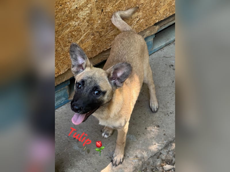 Tulip sucht ihre Menschen