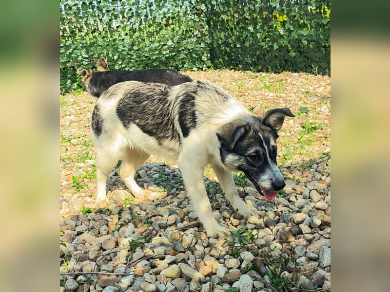 AMY hätte gerne ein Zuhause