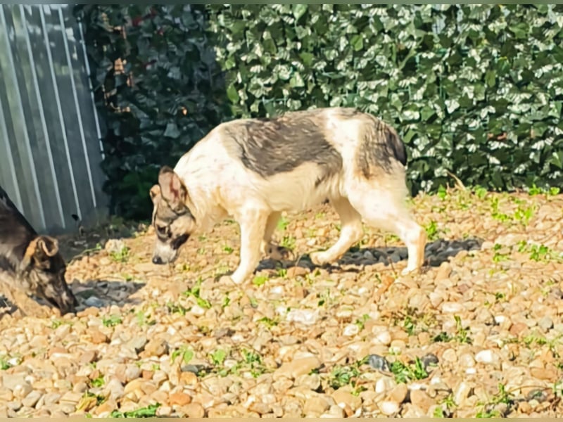 AMY hätte gerne ein Zuhause