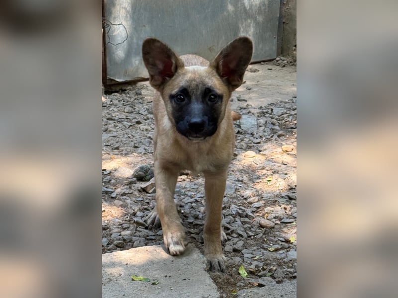 Tulip sucht ihre Menschen