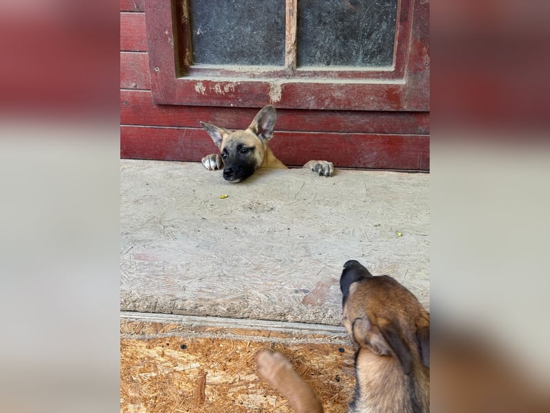 Tulip sucht ihre Menschen