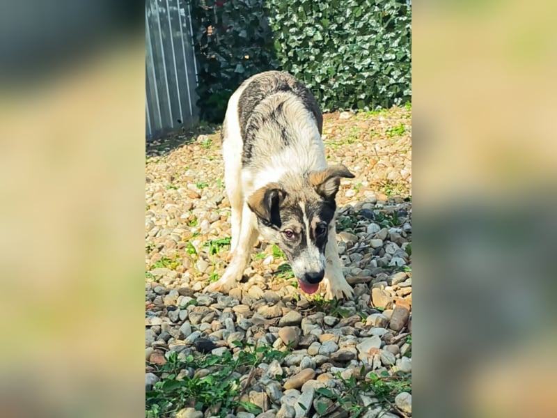 AMY hätte gerne ein Zuhause
