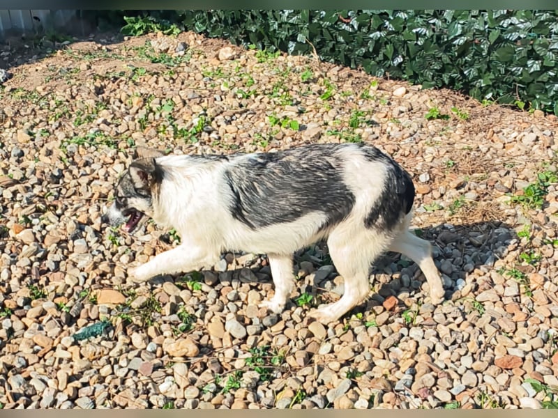 AMY hätte gerne ein Zuhause