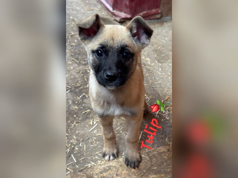 Tulip sucht ihre Menschen