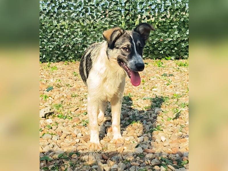 AMY hätte gerne ein Zuhause