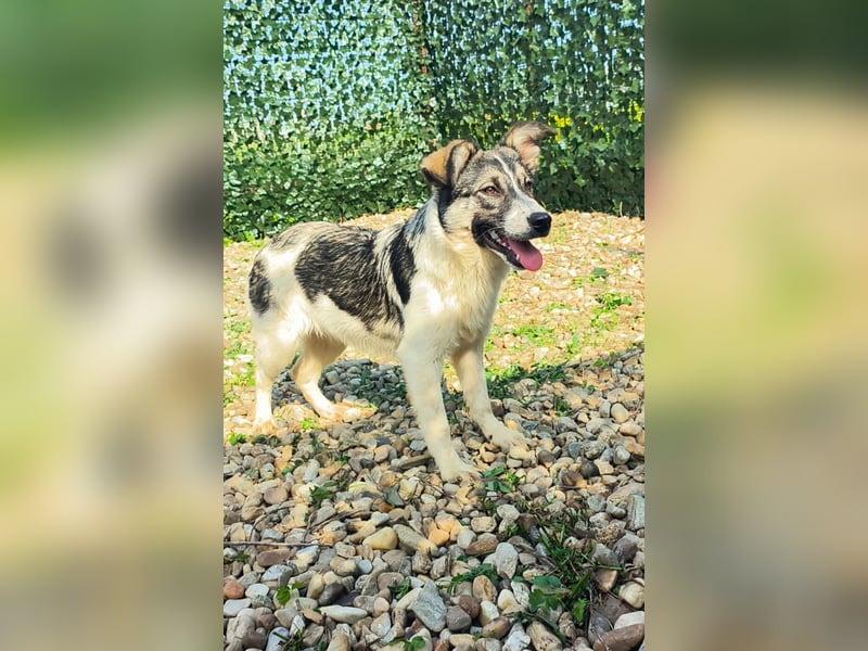 AMY hätte gerne ein Zuhause
