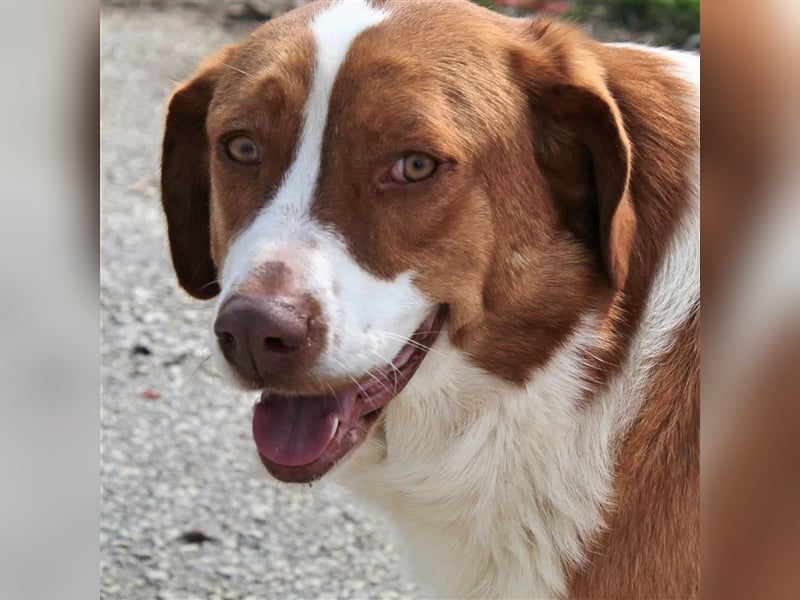 Bitsie Hündin
