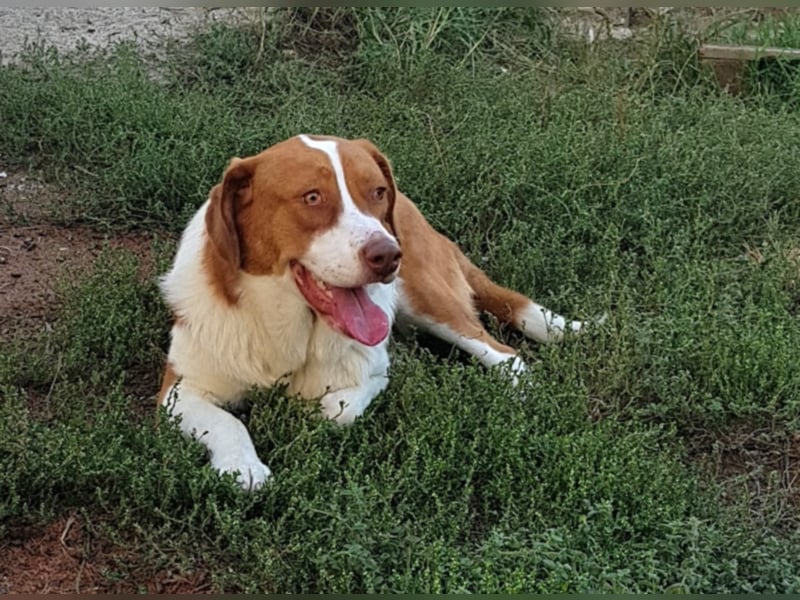 Bitsie Hündin