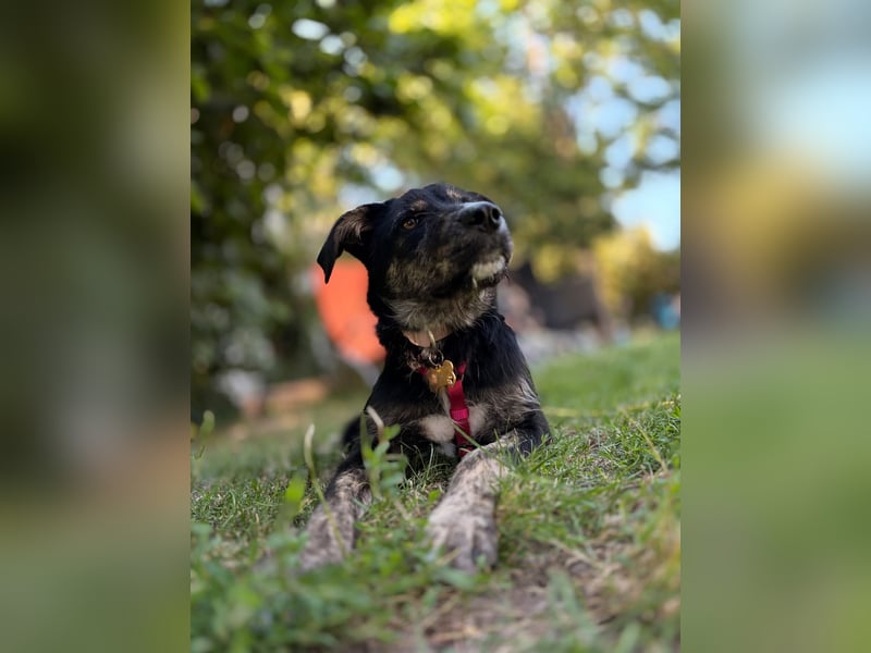 Hundedame BENI auf PS in 76829 Landau