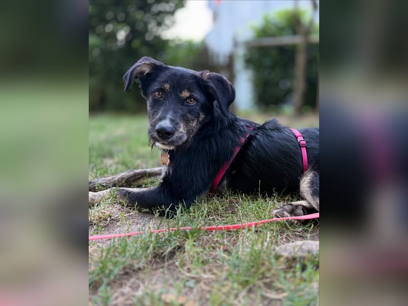 Hundedame BENI auf PS in 76829 Landau