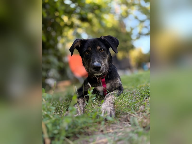 Hundedame BENI auf PS in 76829 Landau