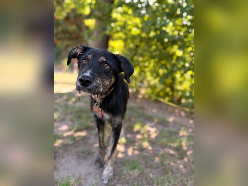 Hundedame BENI auf PS in 76829 Landau