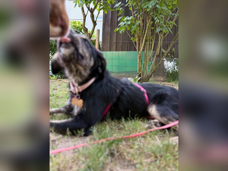 Hundedame BENI auf PS in 76829 Landau