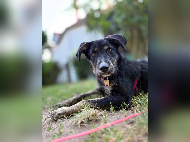 Hundedame BENI auf PS in 76829 Landau