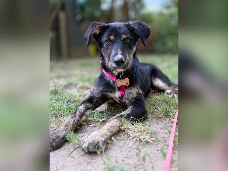 Hundedame BENI auf PS in 76829 Landau
