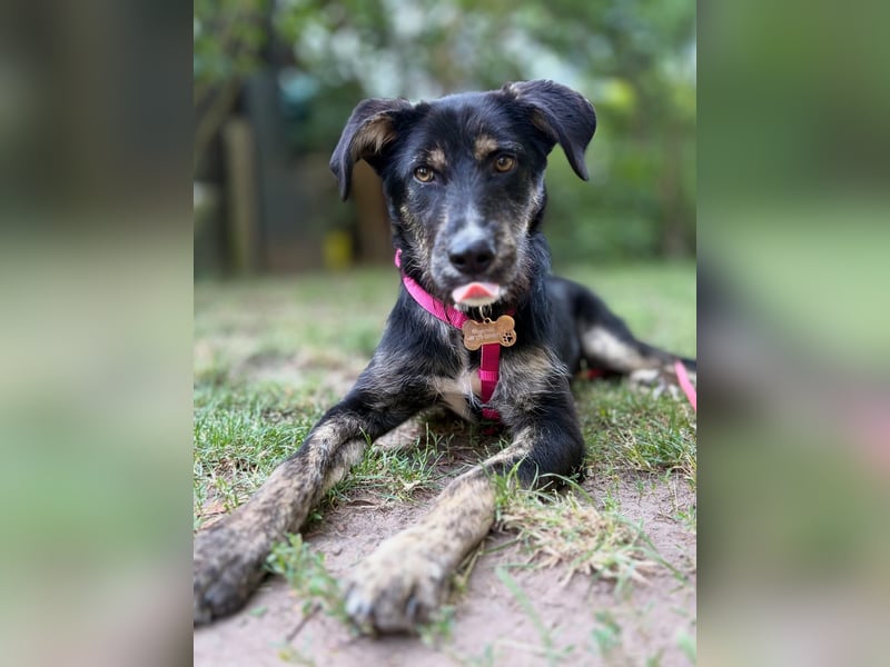 Hundedame BENI auf PS in 76829 Landau