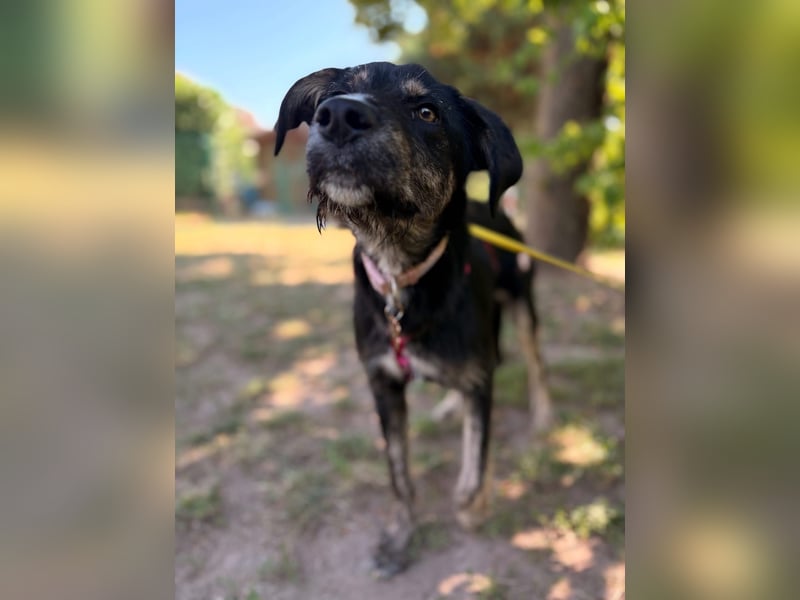 Hundedame BENI auf PS in 76829 Landau