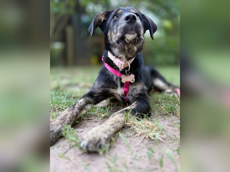 Hundedame BENI auf PS in 76829 Landau