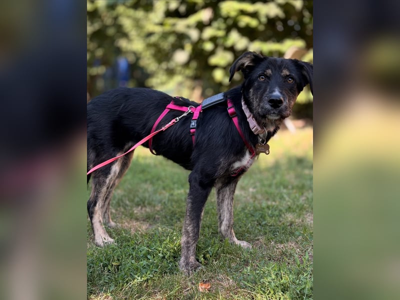 Hundedame BENI auf PS in 76829 Landau