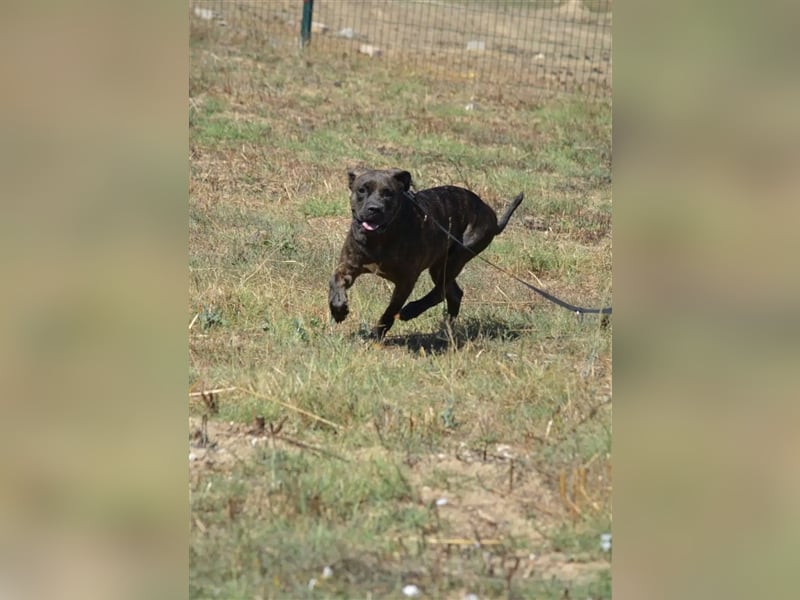 NOTFALL!!! „Luzy“, geb. ca. 2020, aktive und agile Hündin sucht DRINGEND,