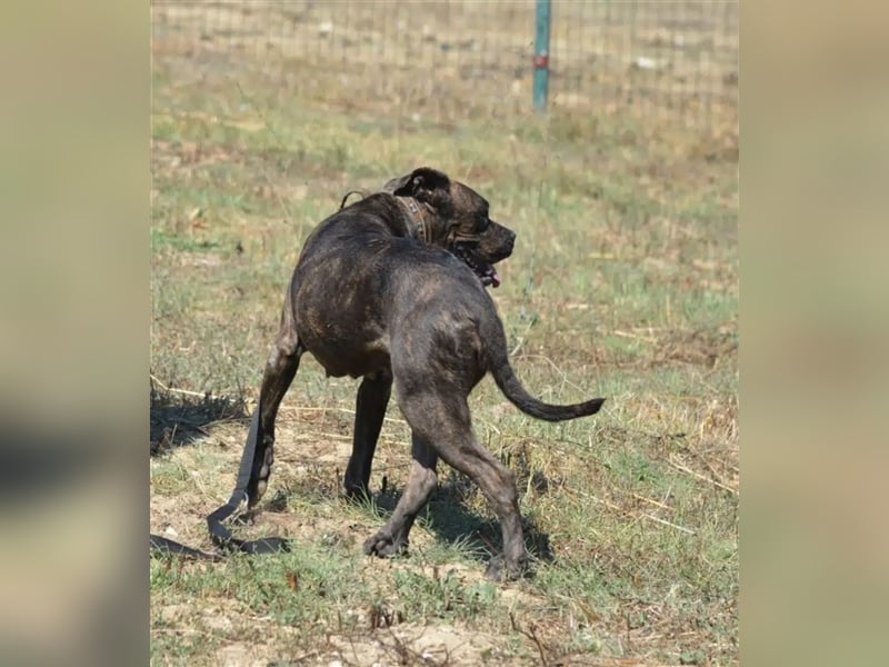 NOTFALL!!! „Luzy“, geb. ca. 2020, aktive und agile Hündin sucht DRINGEND,