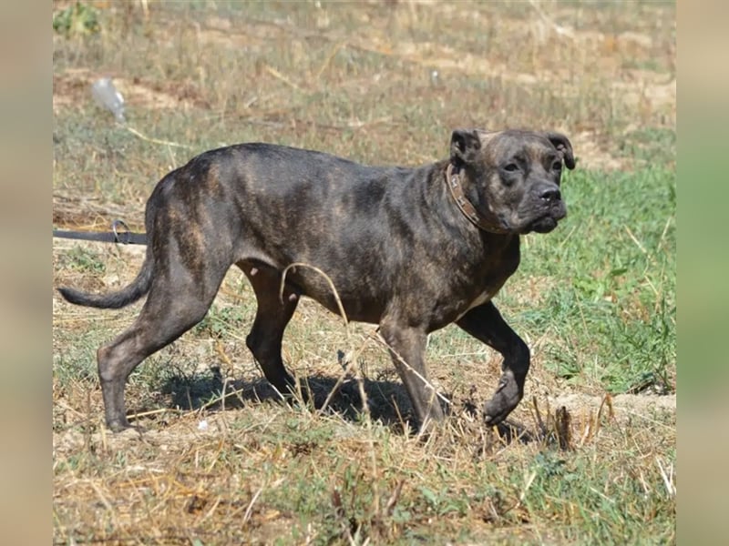 NOTFALL!!! „Luzy“, geb. ca. 2020, aktive und agile Hündin sucht DRINGEND,