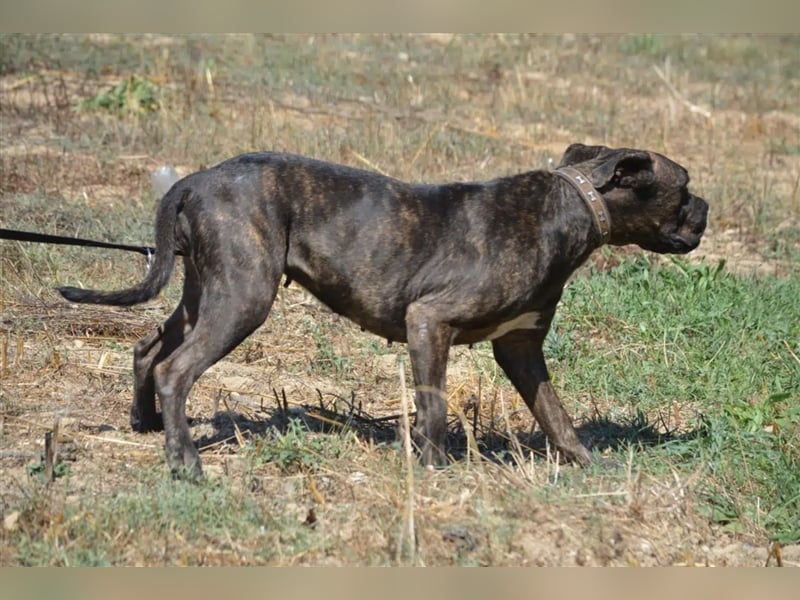 NOTFALL!!! „Luzy“, geb. ca. 2020, aktive und agile Hündin sucht DRINGEND,
