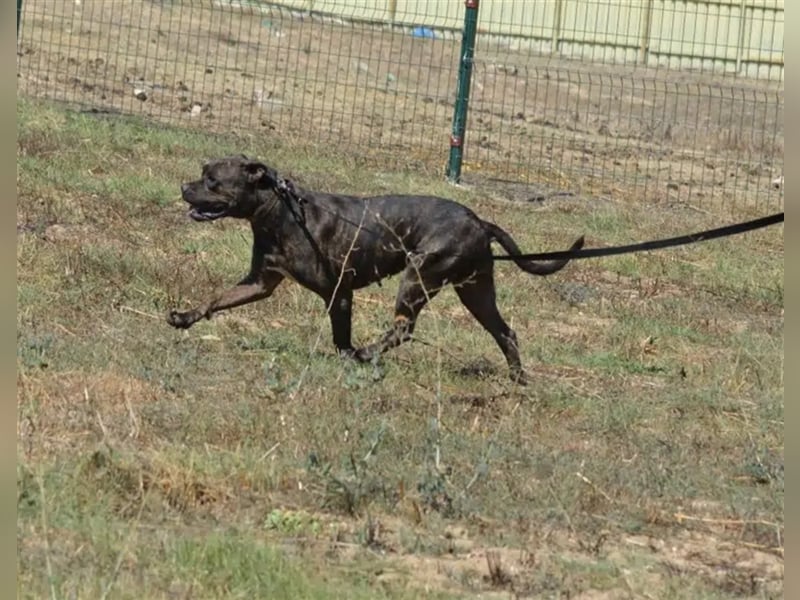 NOTFALL!!! „Luzy“, geb. ca. 2020, aktive und agile Hündin sucht DRINGEND,