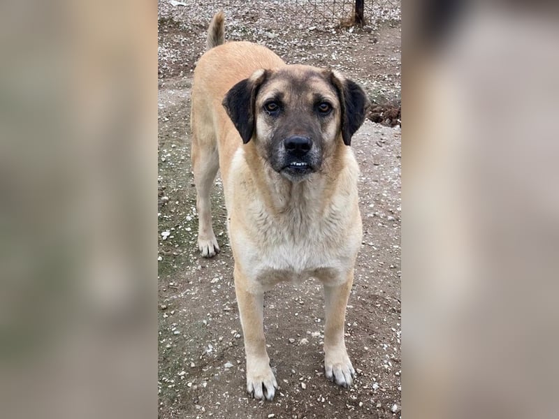 Lori, geb. ca. 01/2022, lebt in GRIECHENLAND, im städt. Tierheim Serres