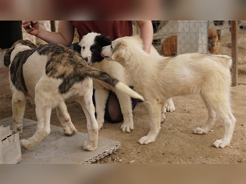 Eika, geb. ca. 02/2023, lebt in GRIECHENLAND, im städt. Tierheim Serres