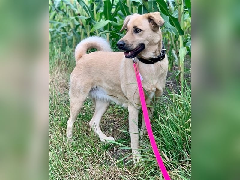 Fanta, geb. ca. 05/2017, lebt bei einer Familie in 48317 Drensteinfurt, Vermittlungshilfe