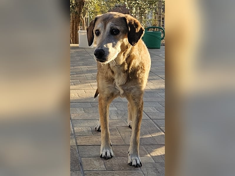 Cleo, geb. ca. 10/2019, lebt in GRIECHENLAND, auf einer privaten Pflegestelle