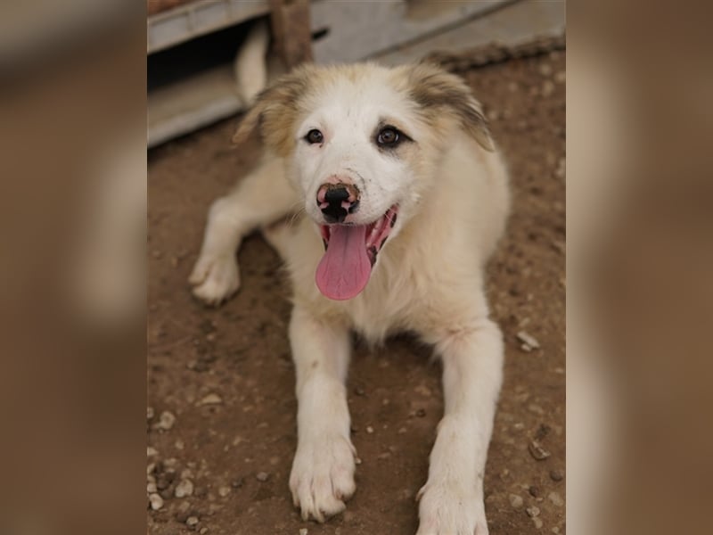 Eika, geb. ca. 02/2023, lebt in GRIECHENLAND, im städt. Tierheim Serres
