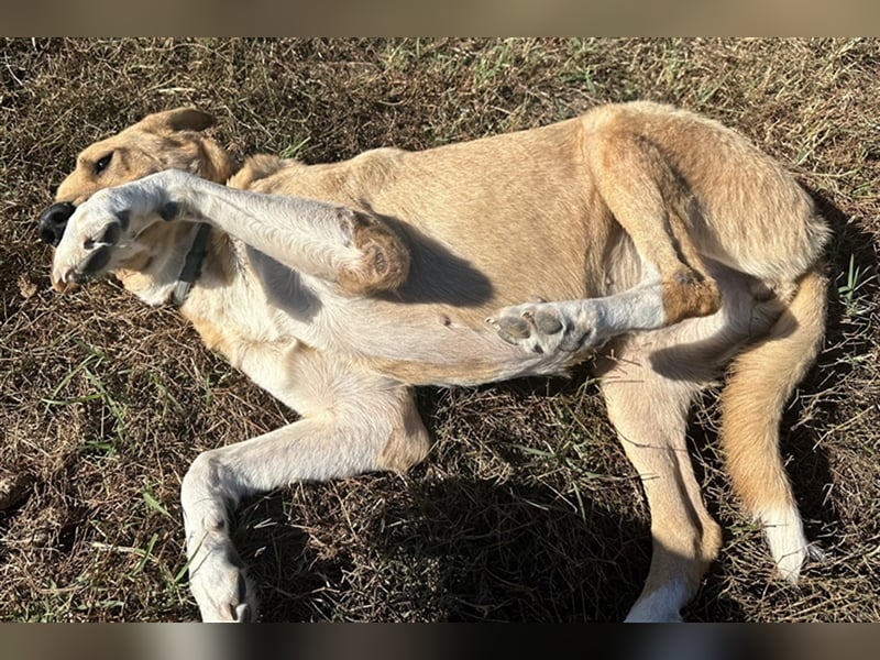 Lanelle, geb. 06/2016, lebt in GRIECHENLAND, im städt. Tierheim Serres
