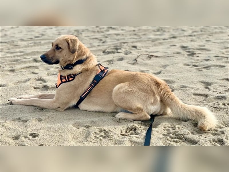 Fanta, geb. ca. 05/2017, lebt bei einer Familie in 48317 Drensteinfurt, Vermittlungshilfe