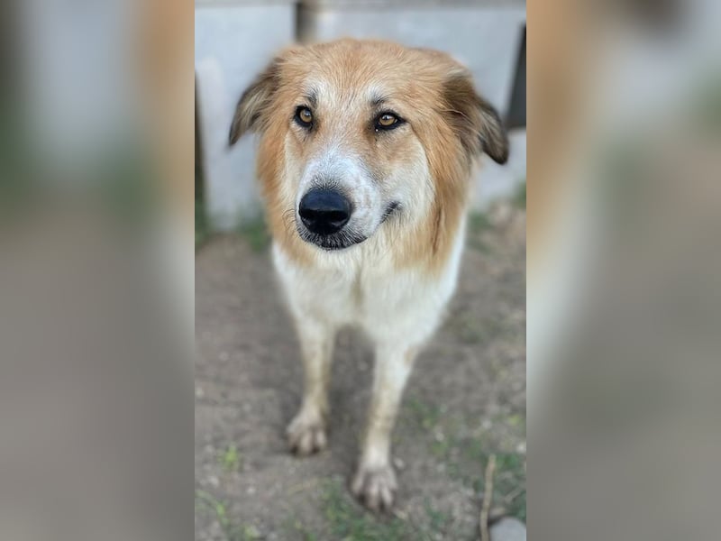 Kaira, geb. ca. 01/2022, lebt in GRIECHENLAND, im städt. Tierheim Serres