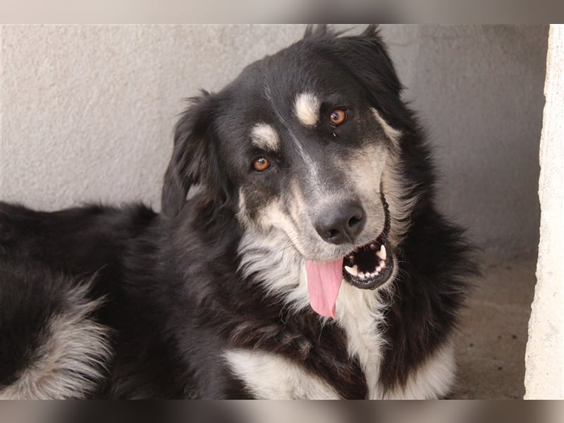 Jilly, geb. ca. 03/2023, lebt in GRIECHENLAND, im städt. Tierheim Serres