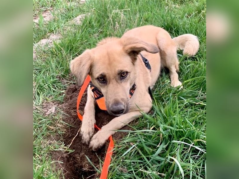 Fanta, geb. ca. 05/2017, lebt bei einer Familie in 48317 Drensteinfurt, Vermittlungshilfe