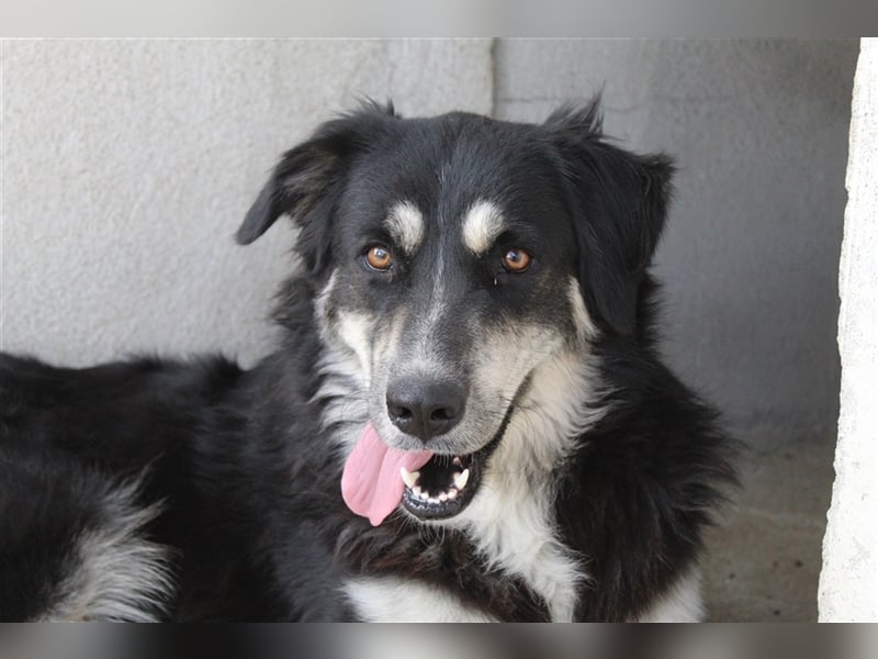 Jilly, geb. ca. 03/2023, lebt in GRIECHENLAND, im städt. Tierheim Serres
