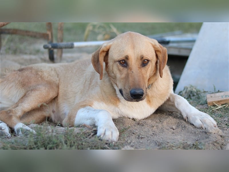Lanelle, geb. 06/2016, lebt in GRIECHENLAND, im städt. Tierheim Serres