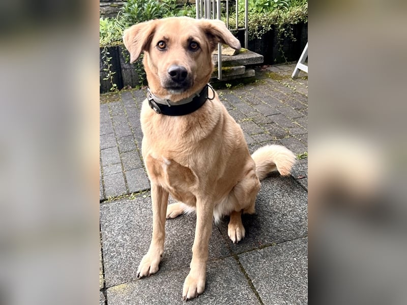 Fanta, geb. ca. 05/2017, lebt bei einer Familie in 48317 Drensteinfurt, Vermittlungshilfe