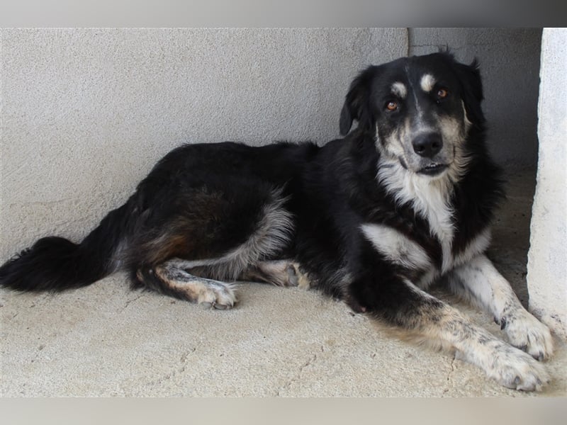 Jilly, geb. ca. 03/2023, lebt in GRIECHENLAND, im städt. Tierheim Serres