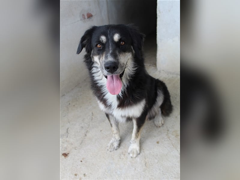 Jilly, geb. ca. 03/2023, lebt in GRIECHENLAND, im städt. Tierheim Serres