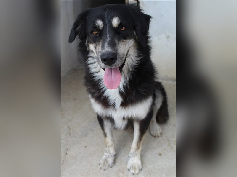 Jilly, geb. ca. 03/2023, lebt in GRIECHENLAND, im städt. Tierheim Serres