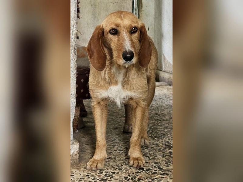 Lilo Pelekai, geb. ca. 01/2022, lebt in GRIECHENLAND, auf einer privaten Pflegestelle