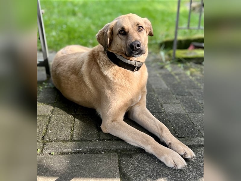 Fanta, geb. ca. 05/2017, lebt bei einer Familie in 48317 Drensteinfurt, Vermittlungshilfe