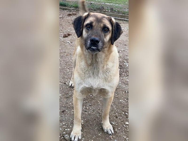 Lori, geb. ca. 01/2022, lebt in GRIECHENLAND, im städt. Tierheim Serres