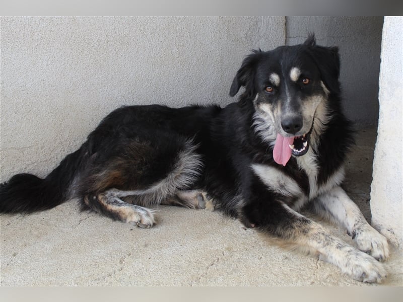Jilly, geb. ca. 03/2023, lebt in GRIECHENLAND, im städt. Tierheim Serres